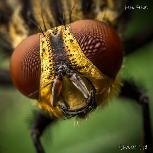 Hueznar Falls cover art