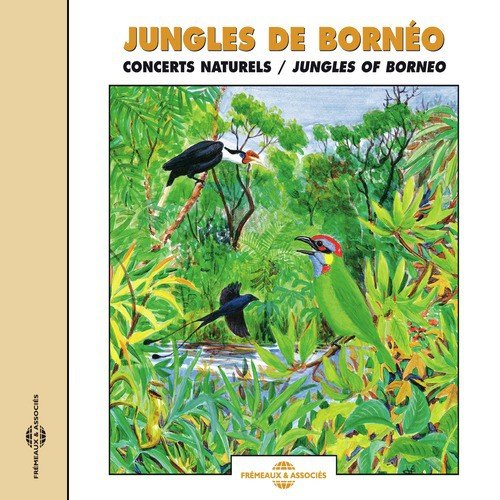 Jungles De Borneo
