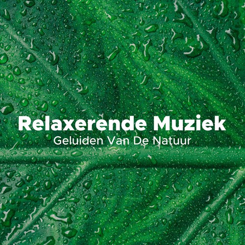 Spa cover art
