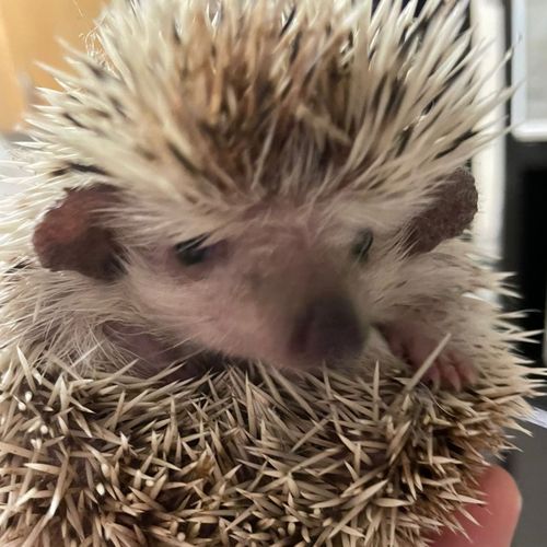 Room for Irregular Breathing