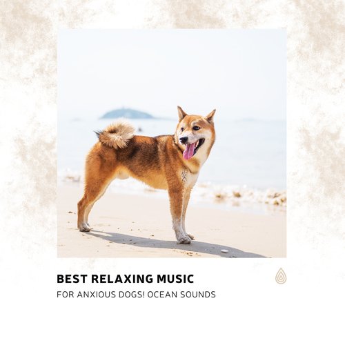 Best Relaxing Music for Anxious Dogs! Ocean Sounds