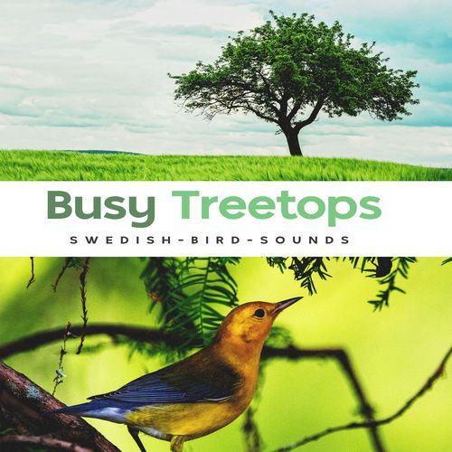 Busy Treetops_poster_image