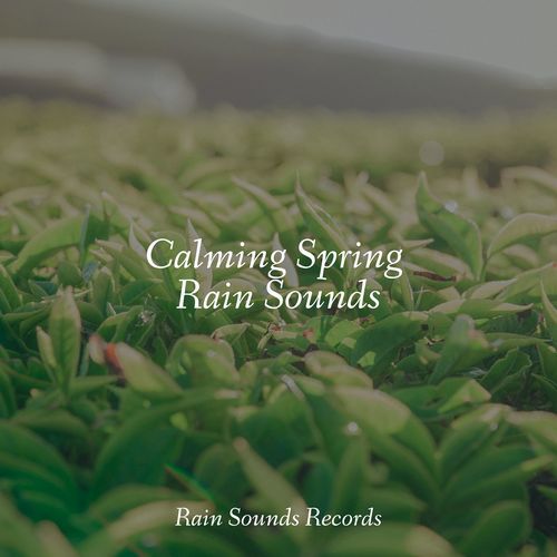 Calming Spring Rain Sounds