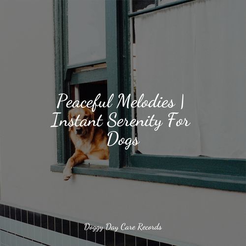 Peaceful Melodies | Instant Serenity For Dogs_poster_image