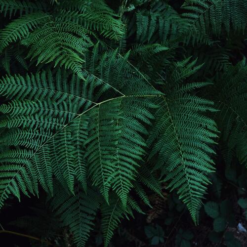 Rain Fall in the Amazon Rainforest