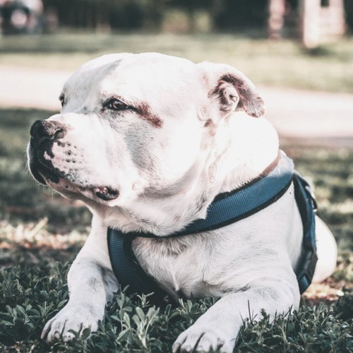 Dog Anxiety (Dreams) cover art