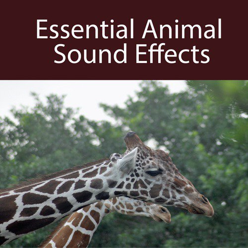Monkeys Chattering - Song Download from Essential Animal Sound Effects @  JioSaavn