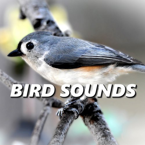 Healthy Outside Bird Recording
