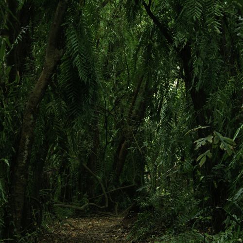 Wet Weather Whispers cover art