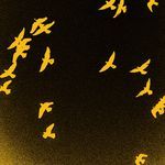 birdz n planez