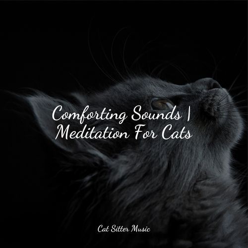 Comforting Sounds | Meditation For Cats_poster_image