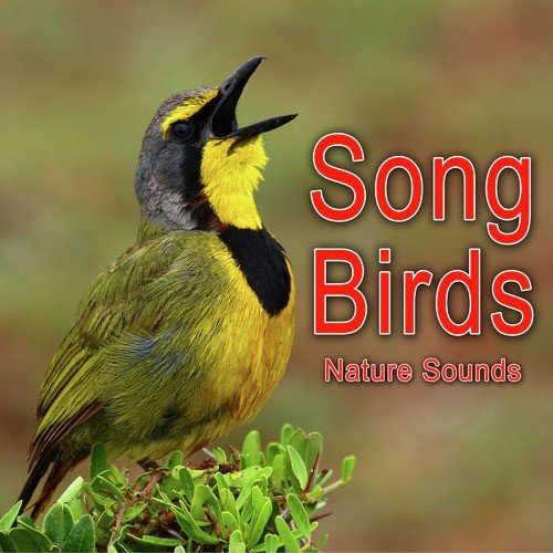 Song Birds (Nature Sounds)