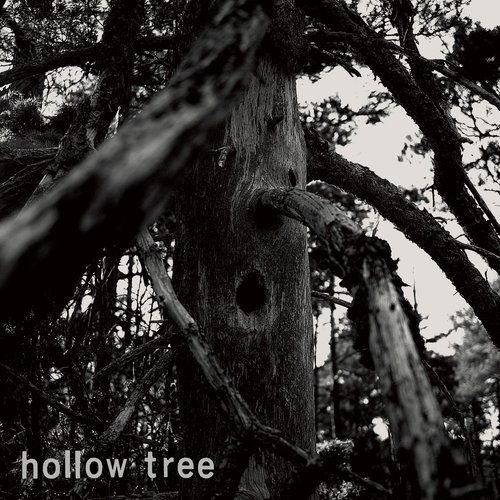 Hollow Tree