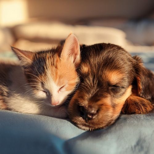 Música Para Mascotas: Comodidad Armoniosa En Melodías