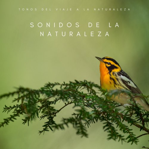 Sonidos Montañosos cover art