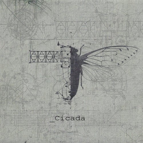 Cicada