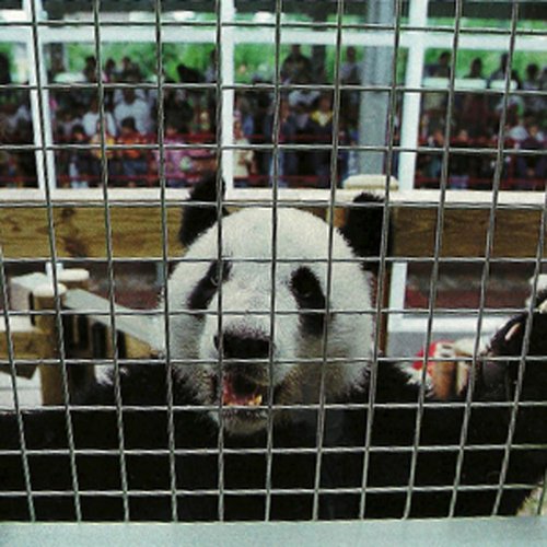 Propaganda and the Great Misfortune