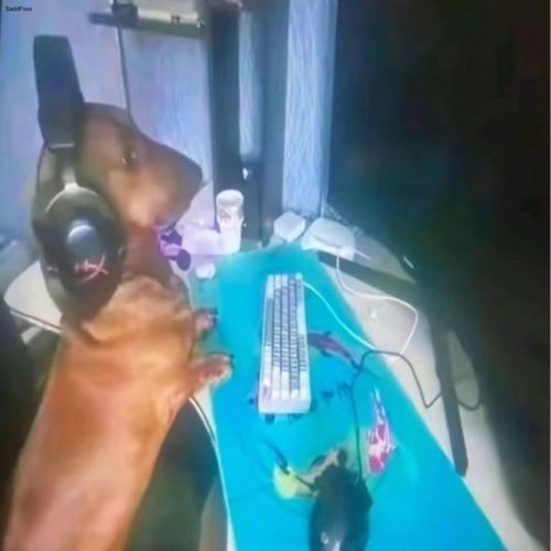 totally toby cover art