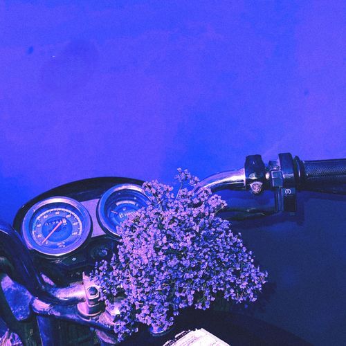 Lavender Lafanders