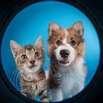 Vibraciones Hip Hop Para La Relajación De Mascotas