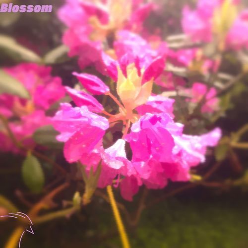 Blossom