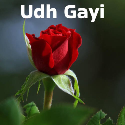 Udh Gayi - Cover - BeatsBajao