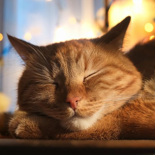 Gatos De Hip Hop: Vibraciones Relajadas Para El Confort Felino