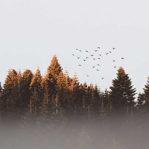 Somarael cover art