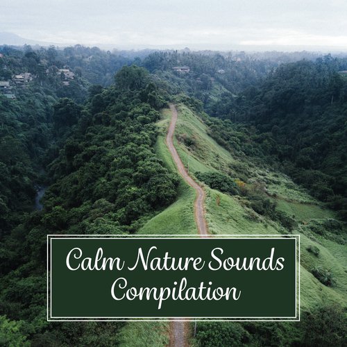 Calm Nature Sounds Compilation