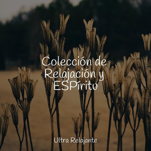 Canción De Cuna Pura