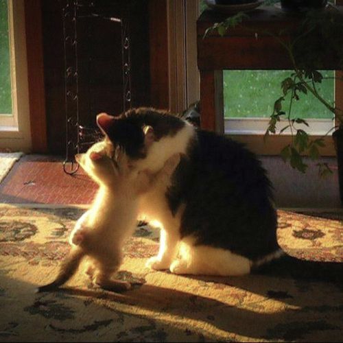 Raabta (Short version)