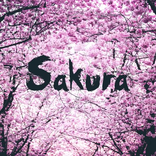 Sakura cover art