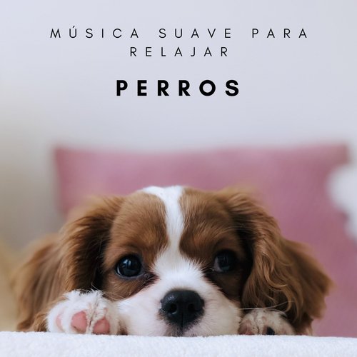 Mascotas Descansando cover art
