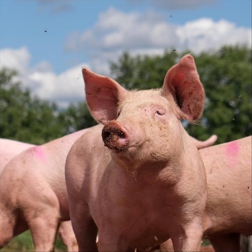 The Great Pig in the Sky cover art