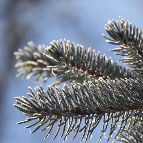 A Holiday Expression