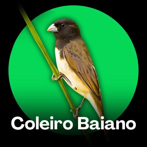 Coleiro Baiano - Tui Tui do Campo Sereno