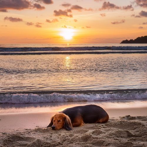 Melodías Relajantes Para Perros: Consuelo Melódico Calmante