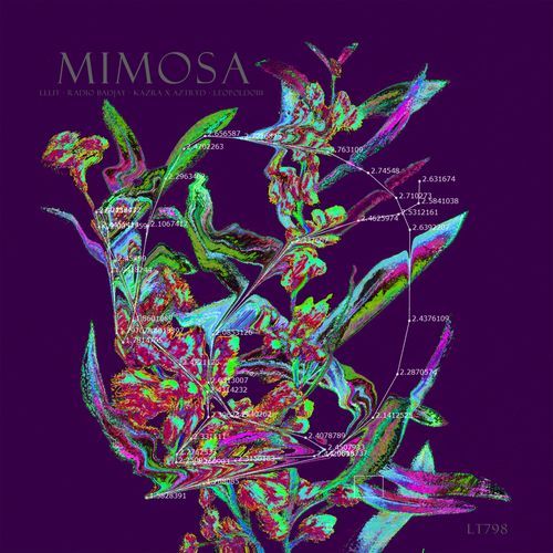 Mimosa