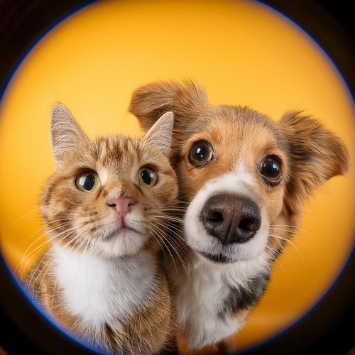 Sonidos Tranquilos Para Mascotas: Armonía Con Hip Hop