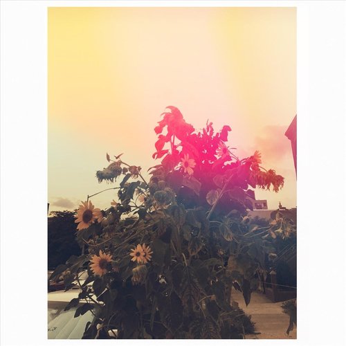 Nichiyoubi cover art