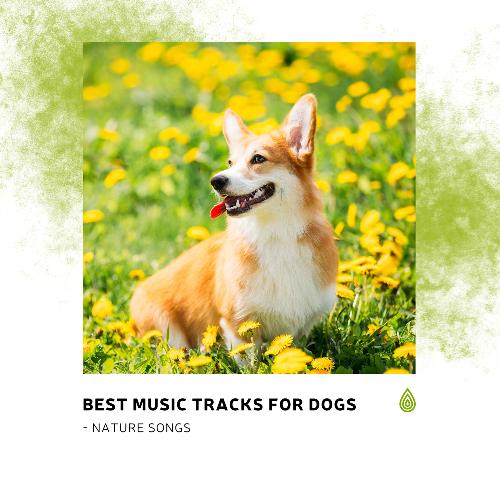 Best Music Tracks for Dogs - Nature Songs