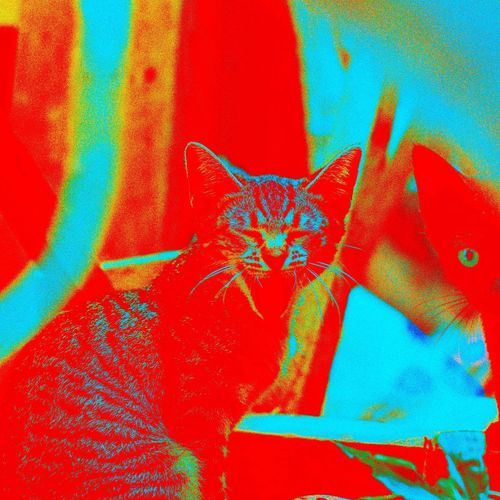 KITTENS cover art