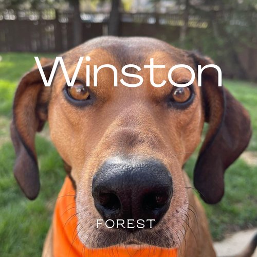 Winston cover art