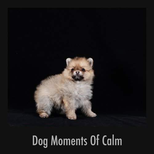 Pleasing Dog Wellness