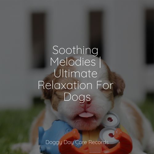 Soothing Melodies | Ultimate Relaxation For Dogs_poster_image