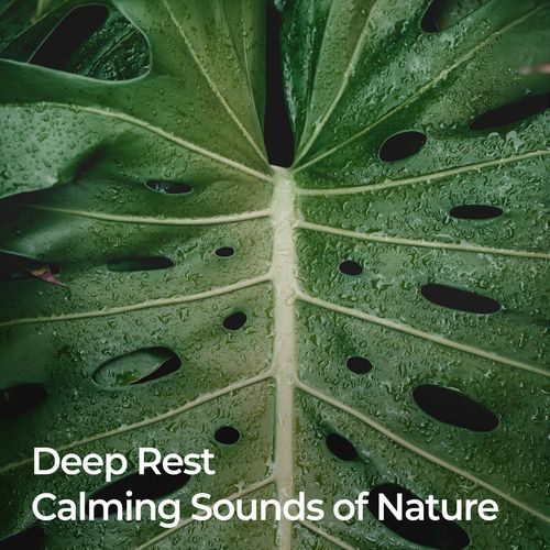 Deep Rest: Calming Sounds of Nature_poster_image