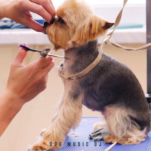 Zen Tails in the Salon cover art