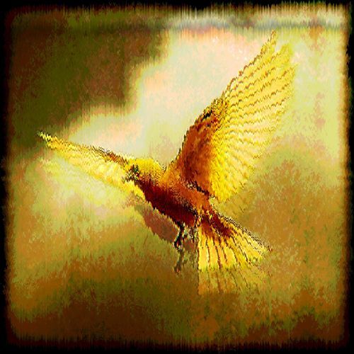 canary