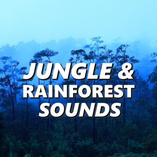 Rainforest Sounds