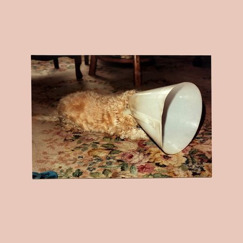 Crows cover art